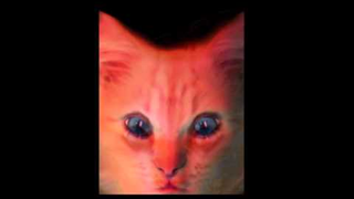 Morfo For WP7: Take Your Pictures Directly To Crazytown